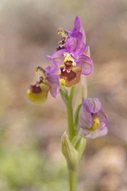 Ophrys tenthredinifera