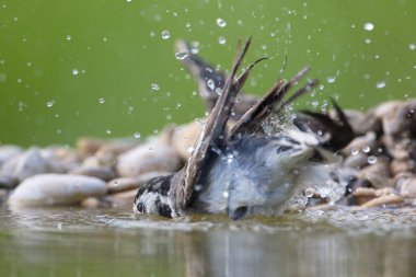 Jun. 27, 2018; Larrabetzu, Bizkaia (Bask Ülkesi). Beyaz kuyruklu (Motacilla alba) banyo yapıyor.