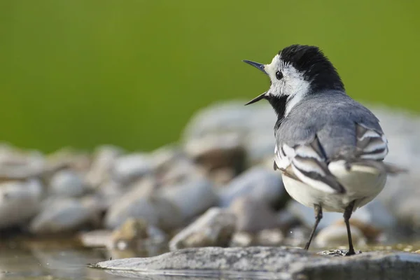 Junt 2018 Motacilla Alba Defendiendo Territorio — Foto de Stock