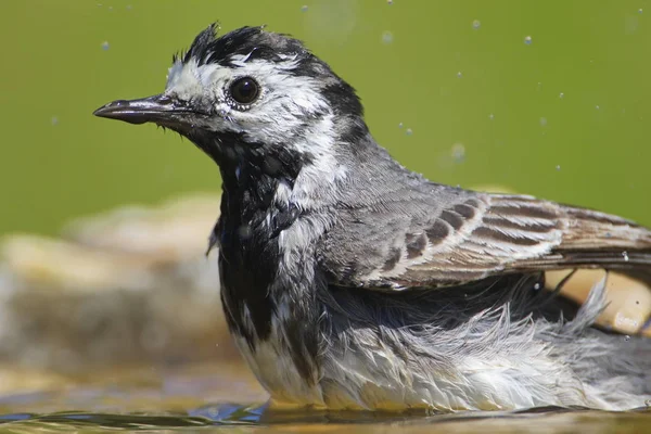 Jun 2018 Larrabetzu Bizkaia Basque Country White Wagtail Motacilla Alba — Stock Photo, Image