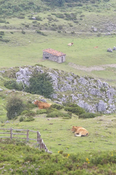 Cangas Onis Asturias Spain Aug 2015 Cows Lakes Covadonga Picos — Stockfoto