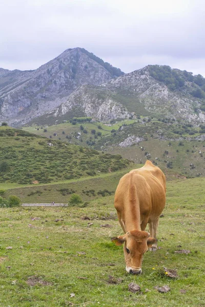Cangas Onis Asturias Spain Aug 2015 Cows Lakes Covadonga Picos — ストック写真