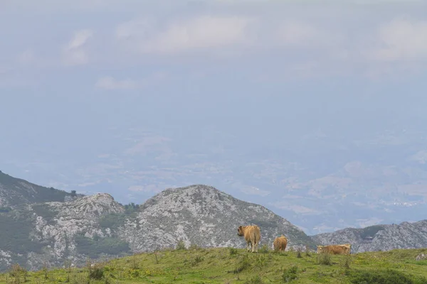 Cangas Onis Asturias Spain Aug 2015 Cows Lakes Covadonga Picos — Stock Fotó