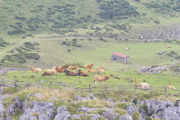 Cangas Onis Asturias Spain Aug 2015 Cows Lakes Covadonga Picos — Stockfoto
