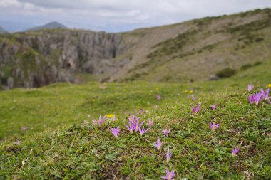 Cangas de Onis, Asturias/Spain; Aug. 05, 2015. Lakes of Covadonga in the Picos de Europa National Park. People walking on the different routes available