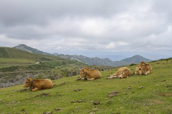 Cangas Onis Asturias Spain Aug 2015 Cows Lakes Covadonga Picos — Stockfoto