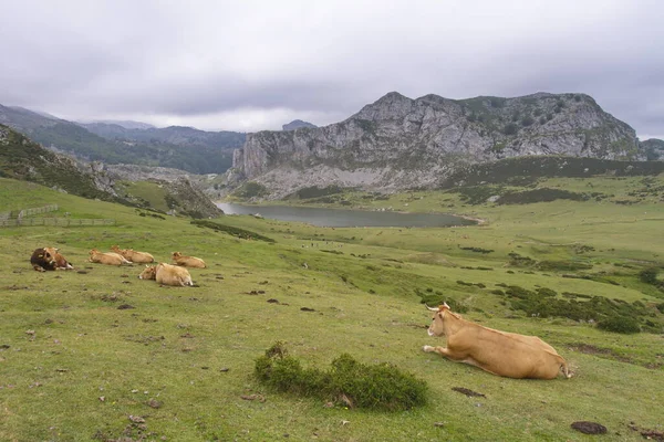 Cangas Onis Asturias Spain Aug 2015 Cows Lakes Covadonga Picos — ストック写真