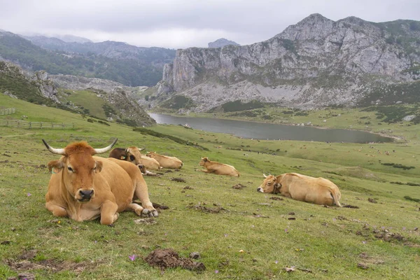 Cangas Onis Asturias España Agosto 2015 Vacas Los Lagos Covadonga — Foto de Stock