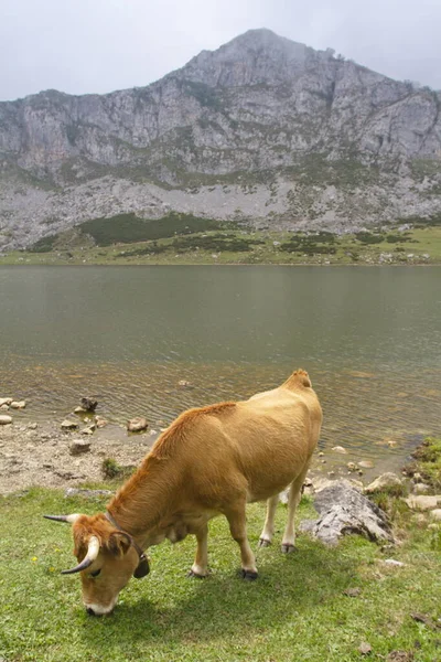 Cangas Onis Asturias Spain Aug 2015 Cows Lakes Covadonga Picos — ストック写真