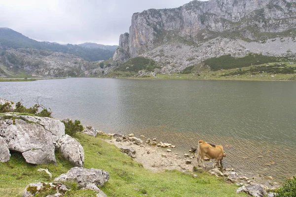 Cangas Onis Asturias España Agosto 2015 Vacas Los Lagos Covadonga — Foto de Stock