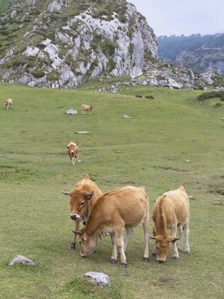 Cangas Onis Asturias Spain Aug 2015 Lakes Covadonga Picos Europa — Stockfoto