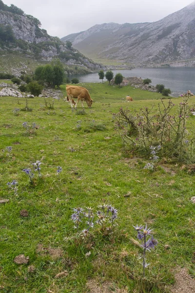 Cangas Onis Asturias Spain Aug 2015 Lakes Covadonga Picos Europa — ストック写真