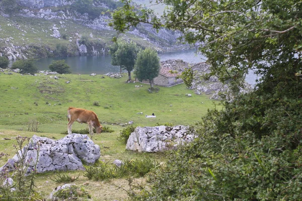 Cangas Onis Asturias España Agosto 2015 Lagos Covadonga Parque Nacional — Foto de Stock