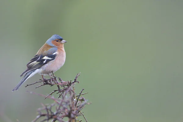 Larrabetzu Bizkaia Spain Mar 2020 田里下着雨 冬季在黑荆棘 Prunus Spinosa 灌木丛中常见的花冠 — 图库照片