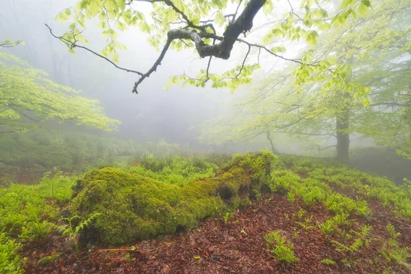 Orozko Bizkaia Basque Country May 2014 Beech Forest Fog Gorbeia — Stock Photo, Image