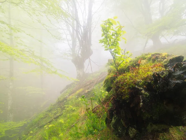 Orozko Biscaye Pays Basque Mai 2014 Une Hêtraie Dans Brouillard — Photo