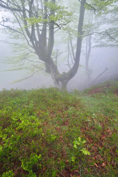 Orozko, Bizkaia / Bask Ülkesi; 03 Mayıs 2014. Siste bir kayın ormanı. Gorbeia Doğal Parkı.