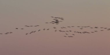 Gallocanta, Zaragoza / İspanya; 11 Şubat 2019. Gallocanta Gallocanta Gölü 'nden Göçmen Turna (Grus grus) geçidi.