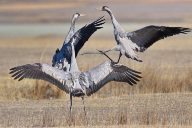 Gallocanta, Zaragoza / İspanya; 11 Şubat 2019. Gallocanta Gallocanta Gölü 'nden geçen Turna (Grus grus) göçmen geçidi. Görüntü eşitliği ritüelinde.