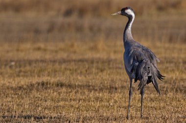 Gallocanta, Zaragoza / İspanya; 11 Şubat 2019. Turna (Grus grus) 'un Gallocanta Gölü' nden geçen göçmen geçidi..