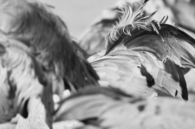 Gallocanta, Zaragoza / İspanya; 11 Şubat 2019. Gallocanta Gallocanta Gölü 'nden geçen Vinç (Grus grus) göçmen geçidine ait soyut görüntüler.