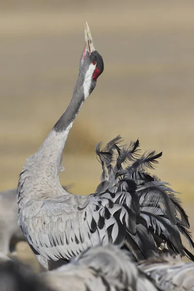 Gallocanta Zaragoza Spain Feb 2019 Migratory Passage Common Crane Grus — Stock Photo, Image