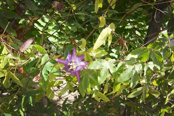 Λουλούδι ανθίζει Passiflora — Φωτογραφία Αρχείου