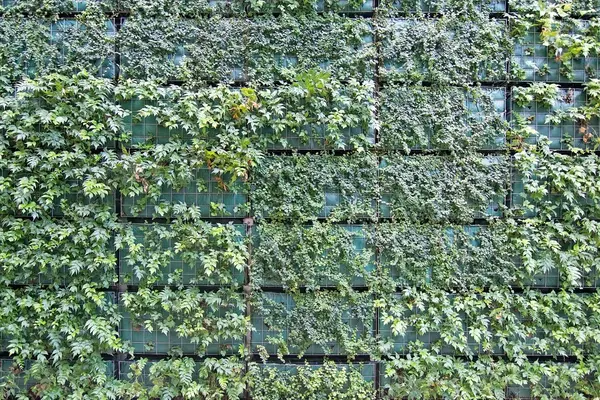 Green wall vertical garden — Stock Photo, Image