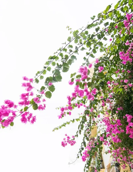 Eivissa fehér rózsaszín bougainvillea virágok — Stock Fotó