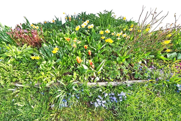 Jarní květiny marže — Stock fotografie