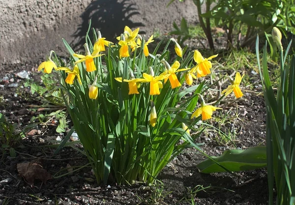 Narciso amarillo flores de primavera — Foto de Stock