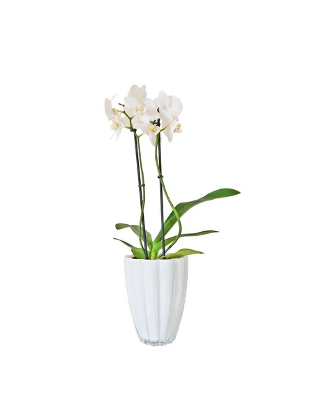 Weiße Orchideenblüten — Stockfoto