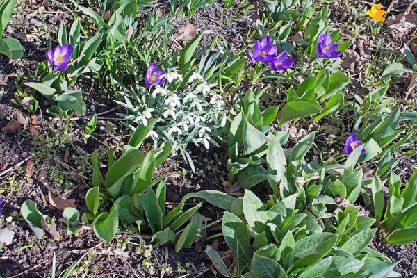 Blumenbeet mit Krokus — Stockfoto