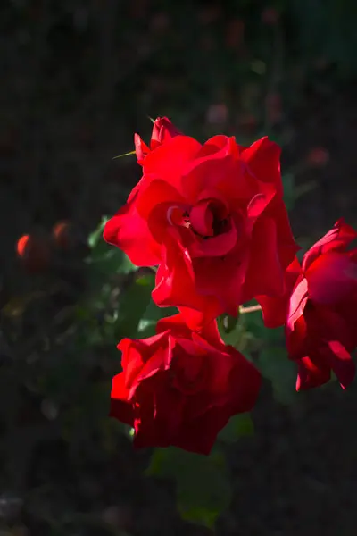 Rosa roja soleada —  Fotos de Stock