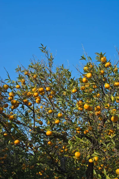 Naranjo con frutas —  Fotos de Stock