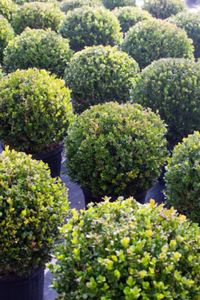 Vak buxus evergreens — Stockfoto
