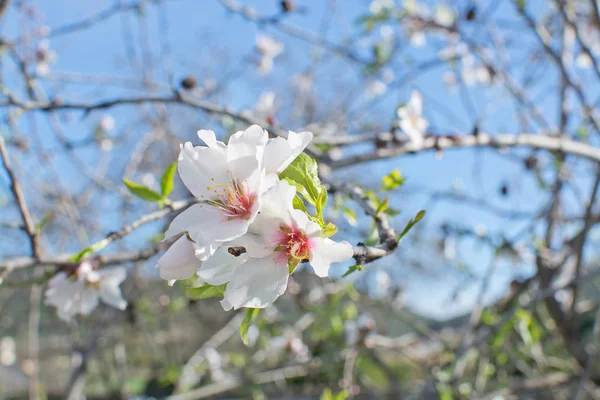 アーモンドの木の花 — ストック写真