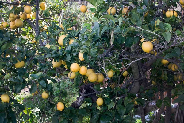 レモンの木に果物 — ストック写真