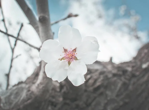 Almendros en flor — Foto de Stock