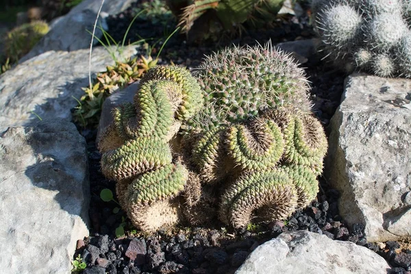 Kaktus in mallorca Januar Wintergarten — Stockfoto