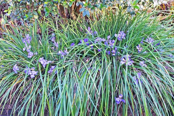 Flores da íris azul na grama — Fotografia de Stock