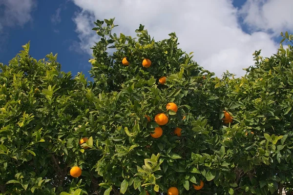 Oranges fraîches sur un arbre — Photo