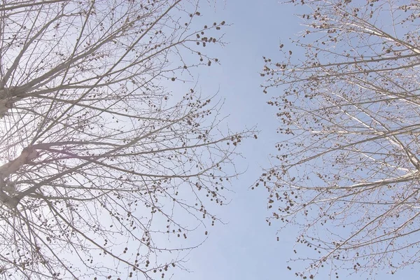 푸른 하늘에 있는 봄 나무 — 스톡 사진