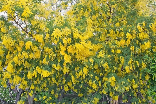 Bloeiende mimosa bloemen — Stockfoto