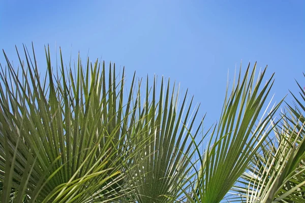 Zeleným sluncem Palmový list — Stock fotografie