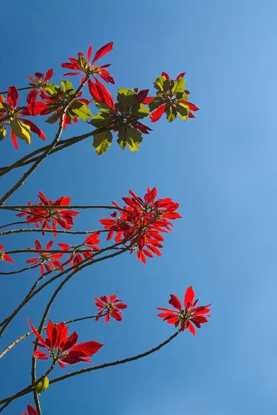 Красные цветы на дереве — стоковое фото
