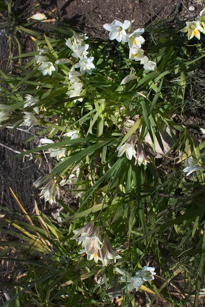 Beyaz kır çiçekleri frezya açan — Stok fotoğraf
