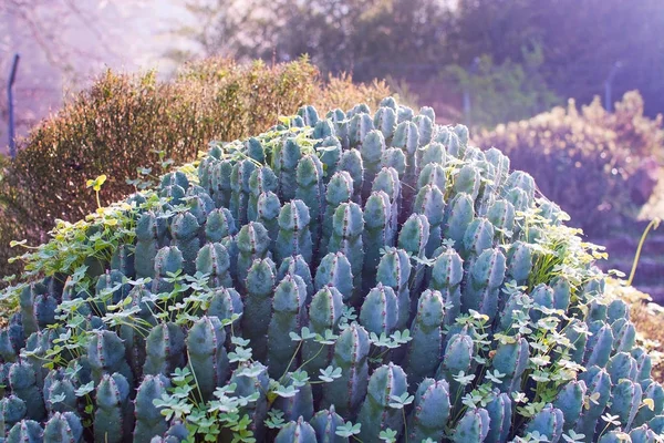 Cactus in Mallorca januari wintertuin — Stockfoto