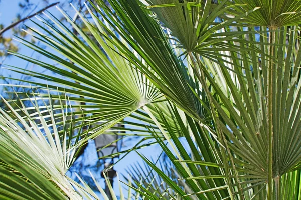 Grün sonnenbeschienene Palmblätter — Stockfoto