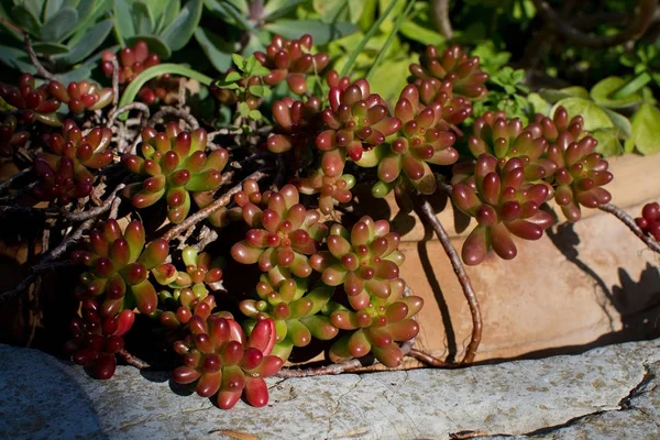Pachyphytum oviferum Sugaralmond bitki veya ay taşını tombul etli kırmızı ve yeşil — Stok fotoğraf
